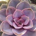 Echeveria affinis 'Prince Noir'